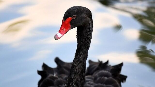FA Center: Stock market's volatile October history means it's time to steady yourself for a ‘black swan' event