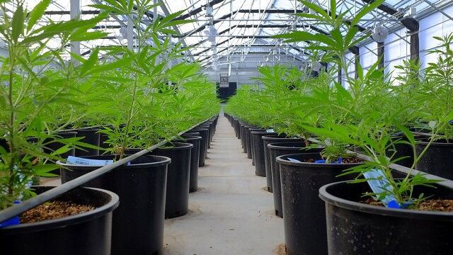 Here's Why Sundial Growers Stock Jumped Thursday