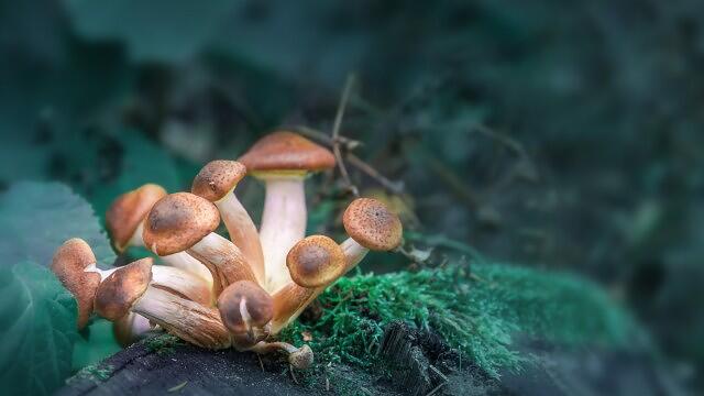 Creso Pharma subsidiary on official list to provide psilocybin to Canadian doctors