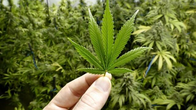 Cannabis Stocks Alert: Why Are SNDL, CGC, TLRY, ACB Stocks Are Getting High Today?